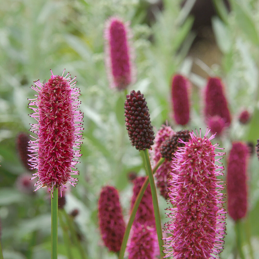 Rötlicher Wiesenknopf Alaska-Pimpinelle - Sanguisorba menziesii - Bakker