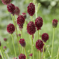 Sanguisorba officinalis Tanna - Pimpinelle officinale Tanna - Blühende Stauden
