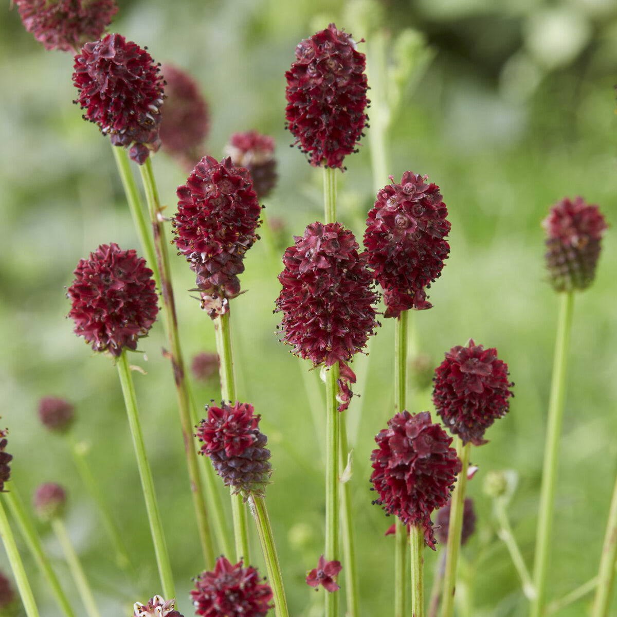 Sanguisorba officinalis Tanna - Pimpinelle officinale Tanna - Blühende Stauden