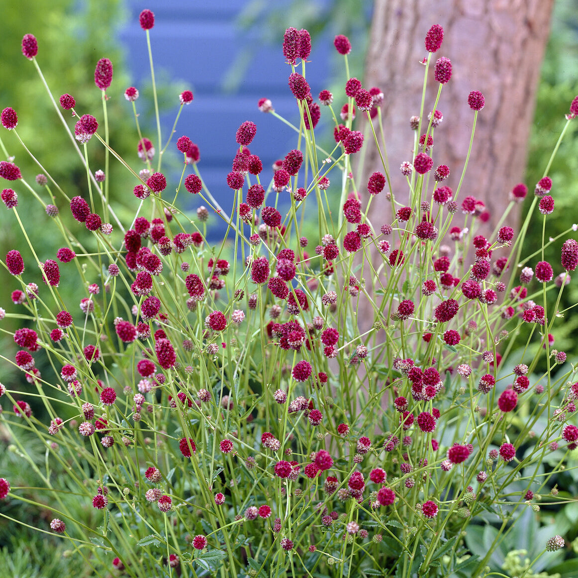 Pimpinelle officinale Tanna - Sanguisorba officinalis Tanna - Bakker