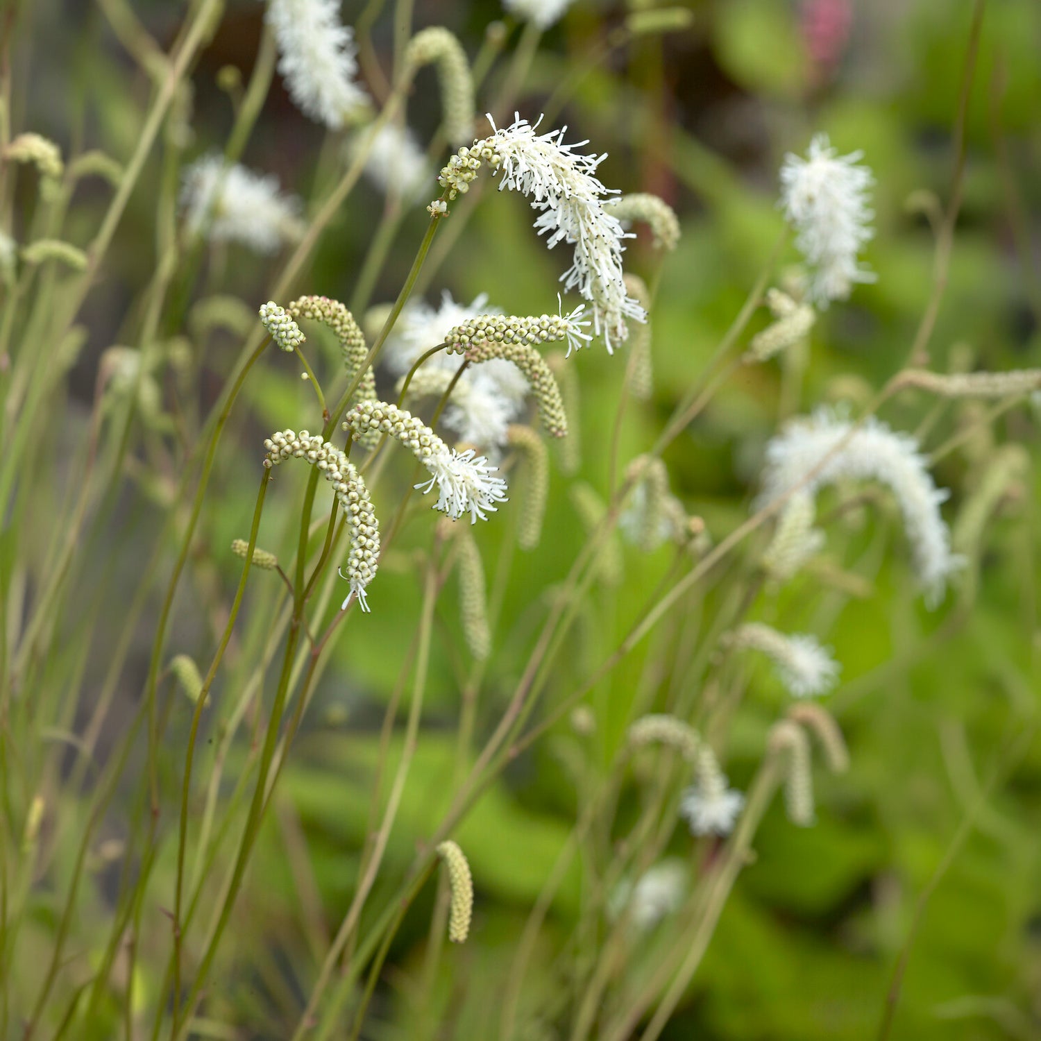 Verkauf Wiesenknopf Alba - Sanguisorba tenuifolia
