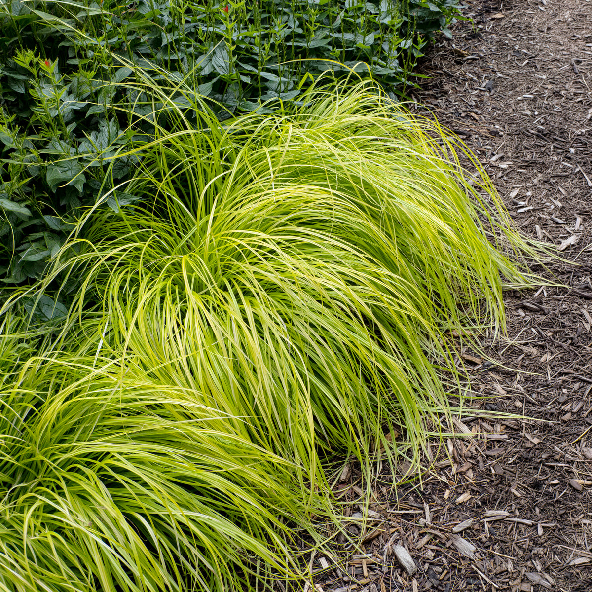 Carex oshimensis Everillo - Japan-Segge Everillo - Carex