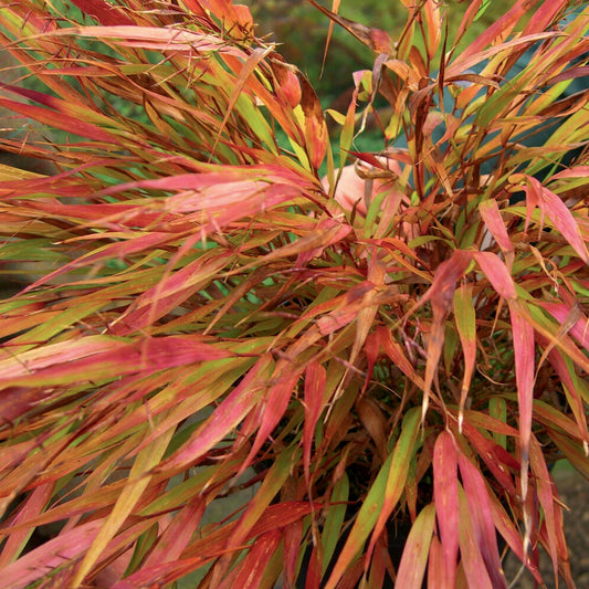 Japanwaldgras ‘Nicolas’ - Bakker
