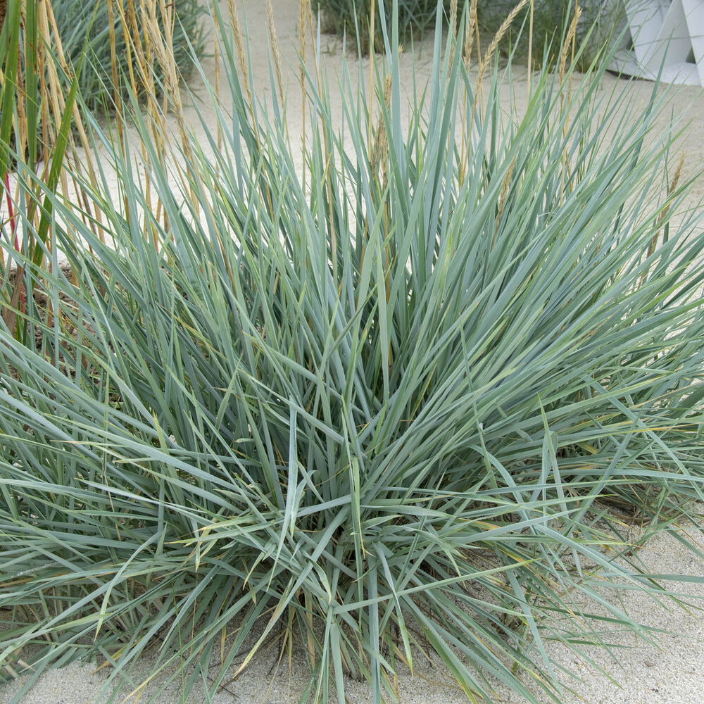 Verkauf Meerroggen Blue Dune - Leymus arenarius Blue Dune
