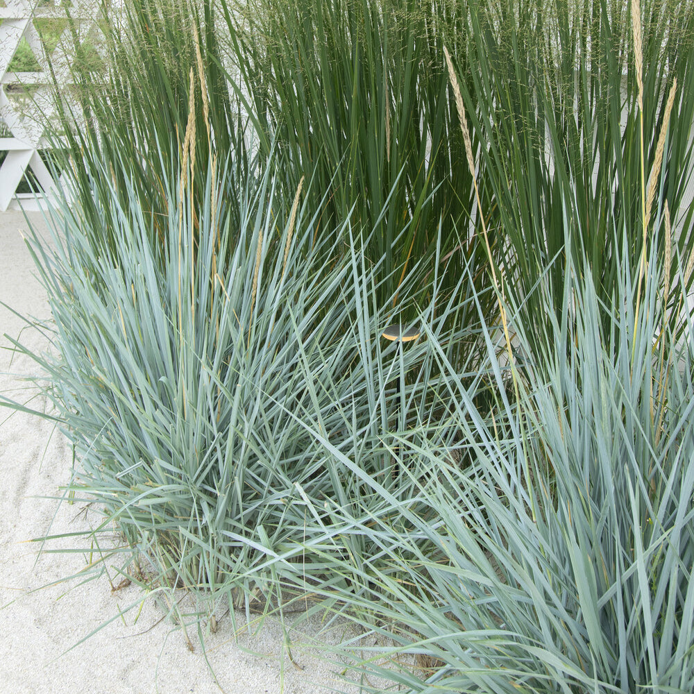 Leymus arenarius Blue Dune - Meerroggen Blue Dune - Gräser