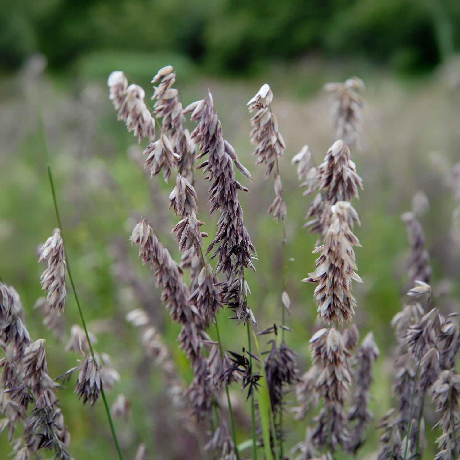 Perlgras Atropurpurea - Melica altissima atropurpurea - Bakker