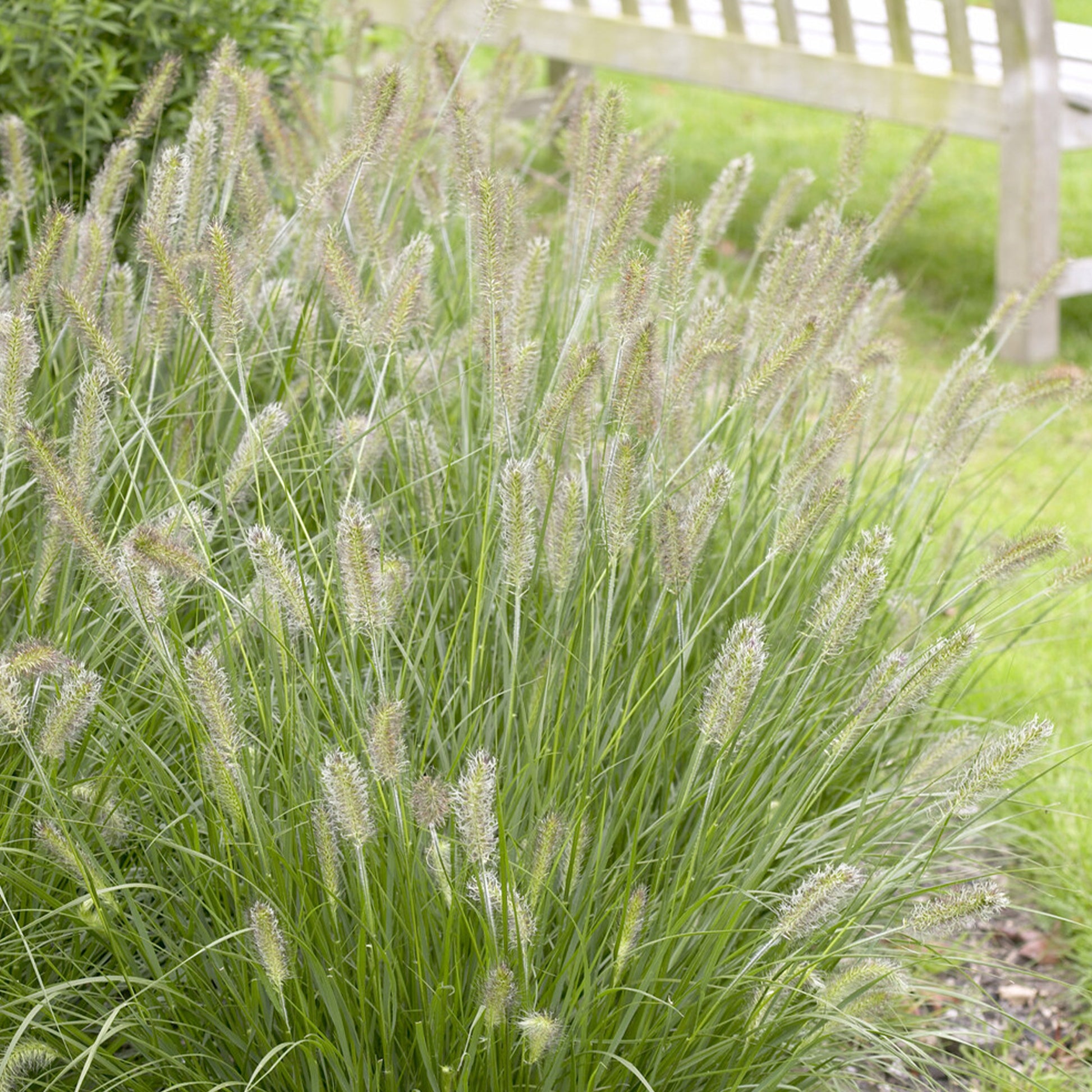 Pennisetum alopecuroides herbstzauber - Federborstengras 'Herbstzauber' - Pennisetum