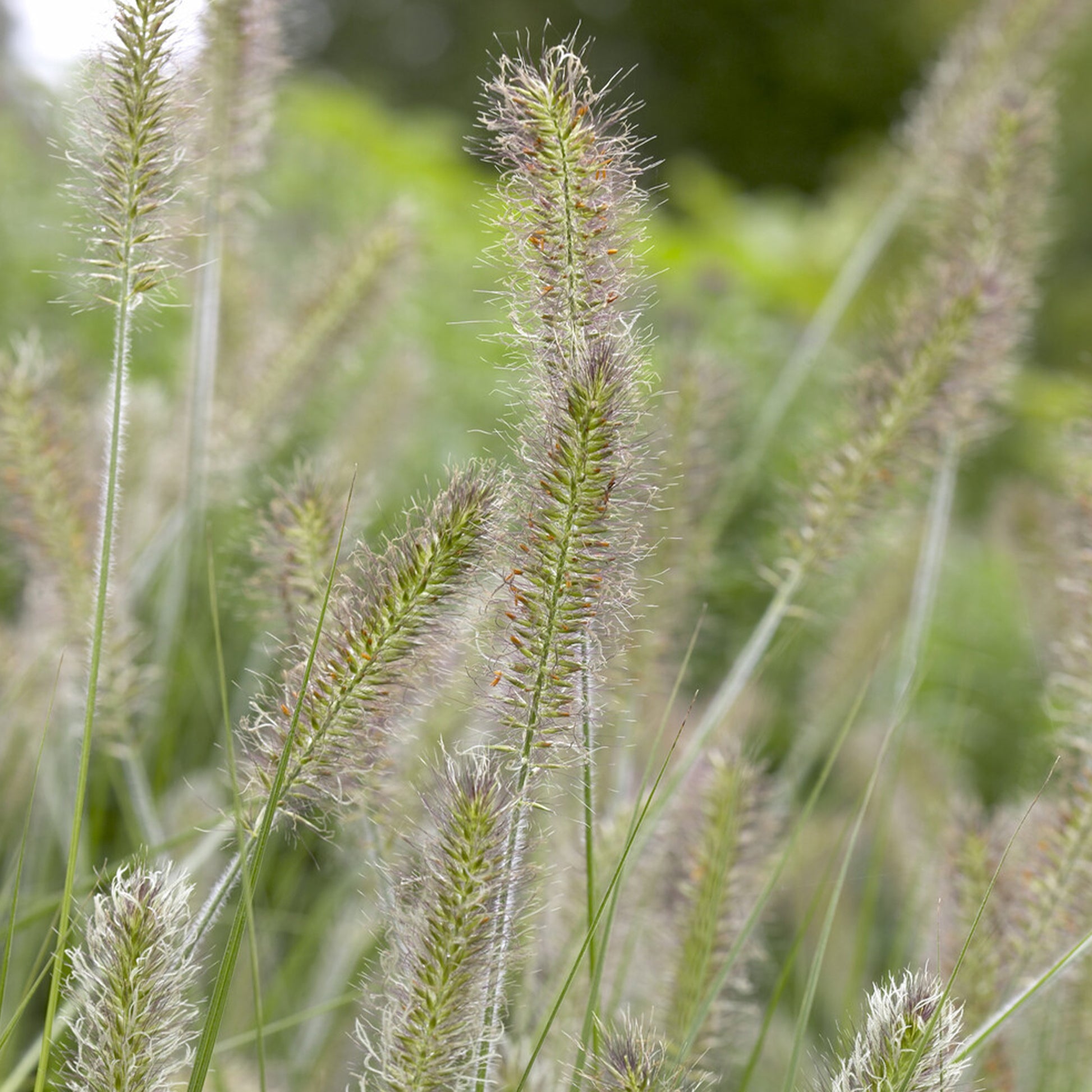 Federborstengras 'Herbstzauber' - Bakker