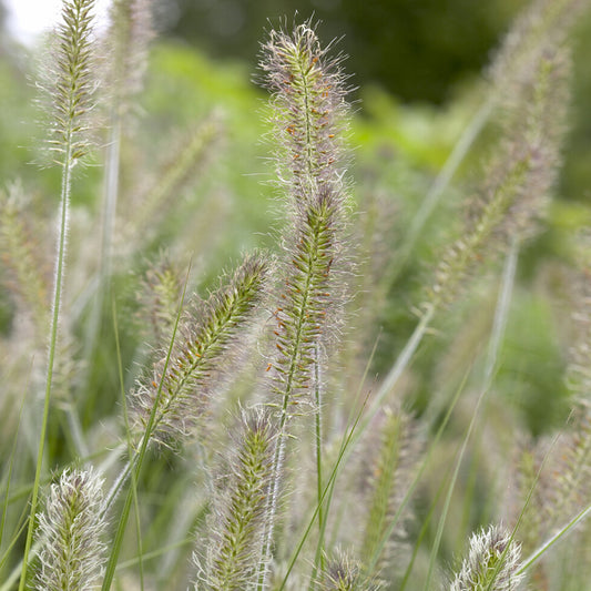 Federborstengras 'Herbstzauber' - Bakker