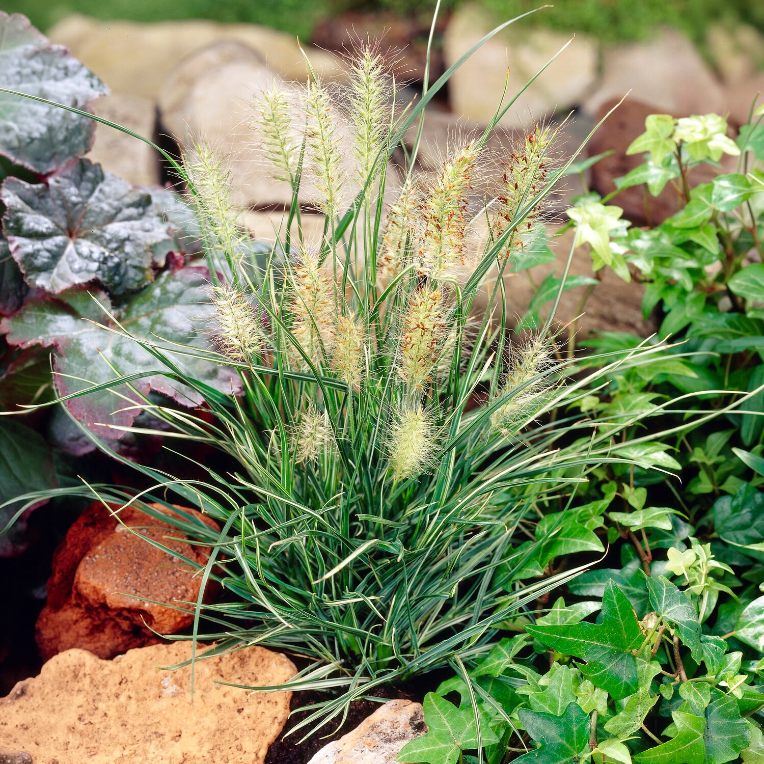 Garten-Federborstengras Little Honey - Pennisetum alopecuroides little honey - Bakker