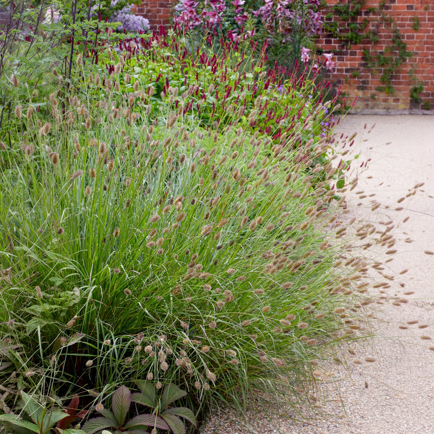 Lampenputzergras Red Button - Pennisetum thunbergii Red Buttons - Bakker