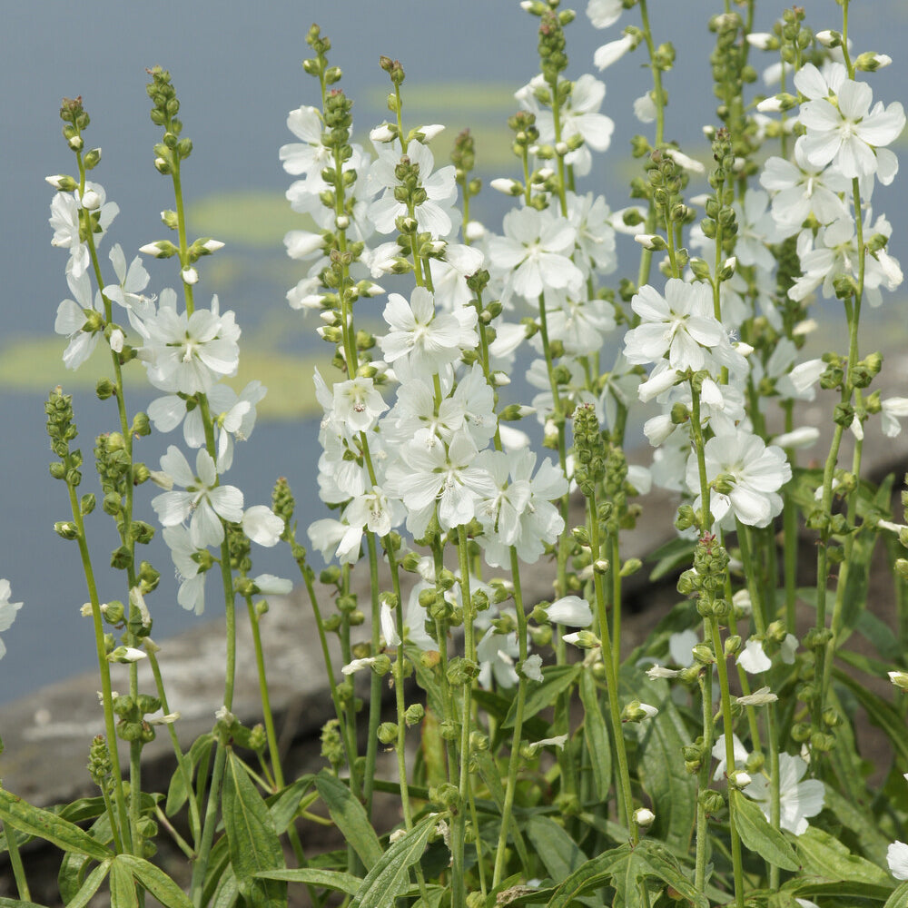 Sidalcea candida - Sidalcea candida - Stauden