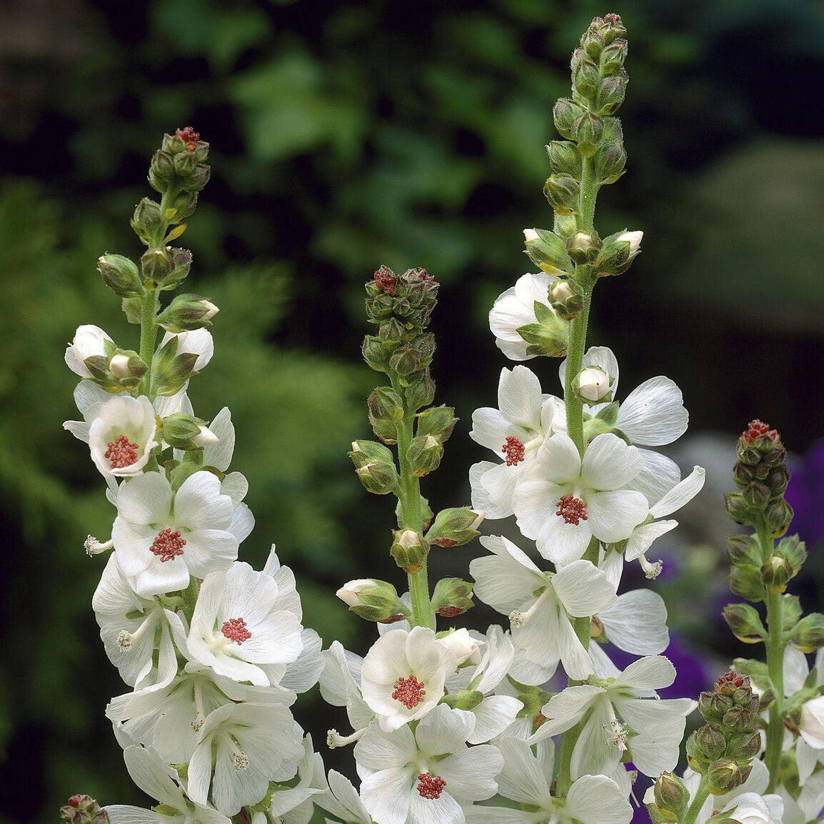 Sidalcea candida - Sidalcea candida - Bakker