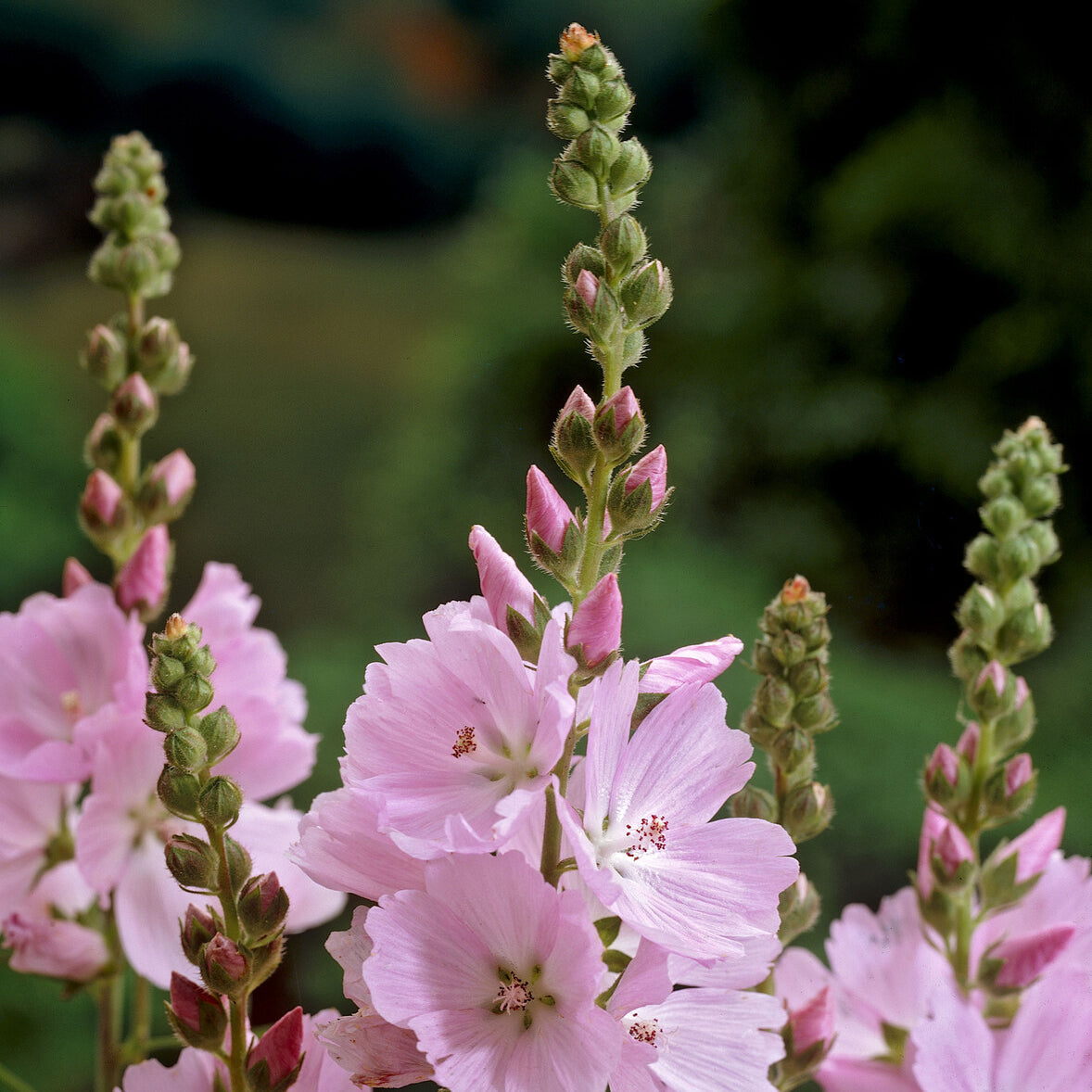 Sidalcea - Prachtnelke - Prärie-Malve Elsie Heugh - Sidalcea Elsie Heugh