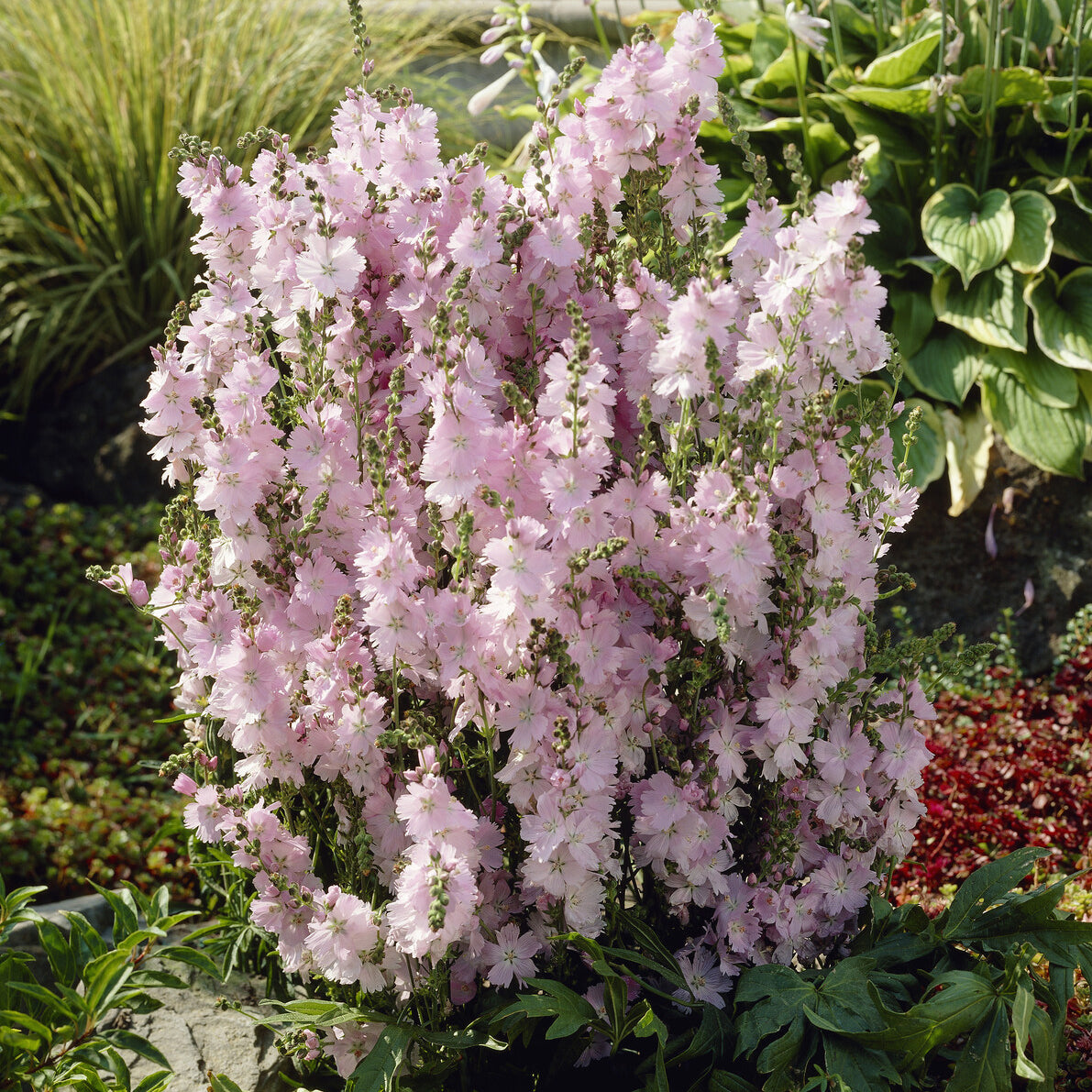 Sidalcea Elsie Heugh - Prärie-Malve Elsie Heugh - Sidalcea - Prachtnelke
