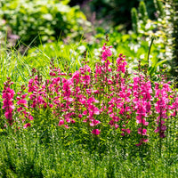 Schmuckmalve Brillant - Sidalcea oregana Brilliant - Bakker