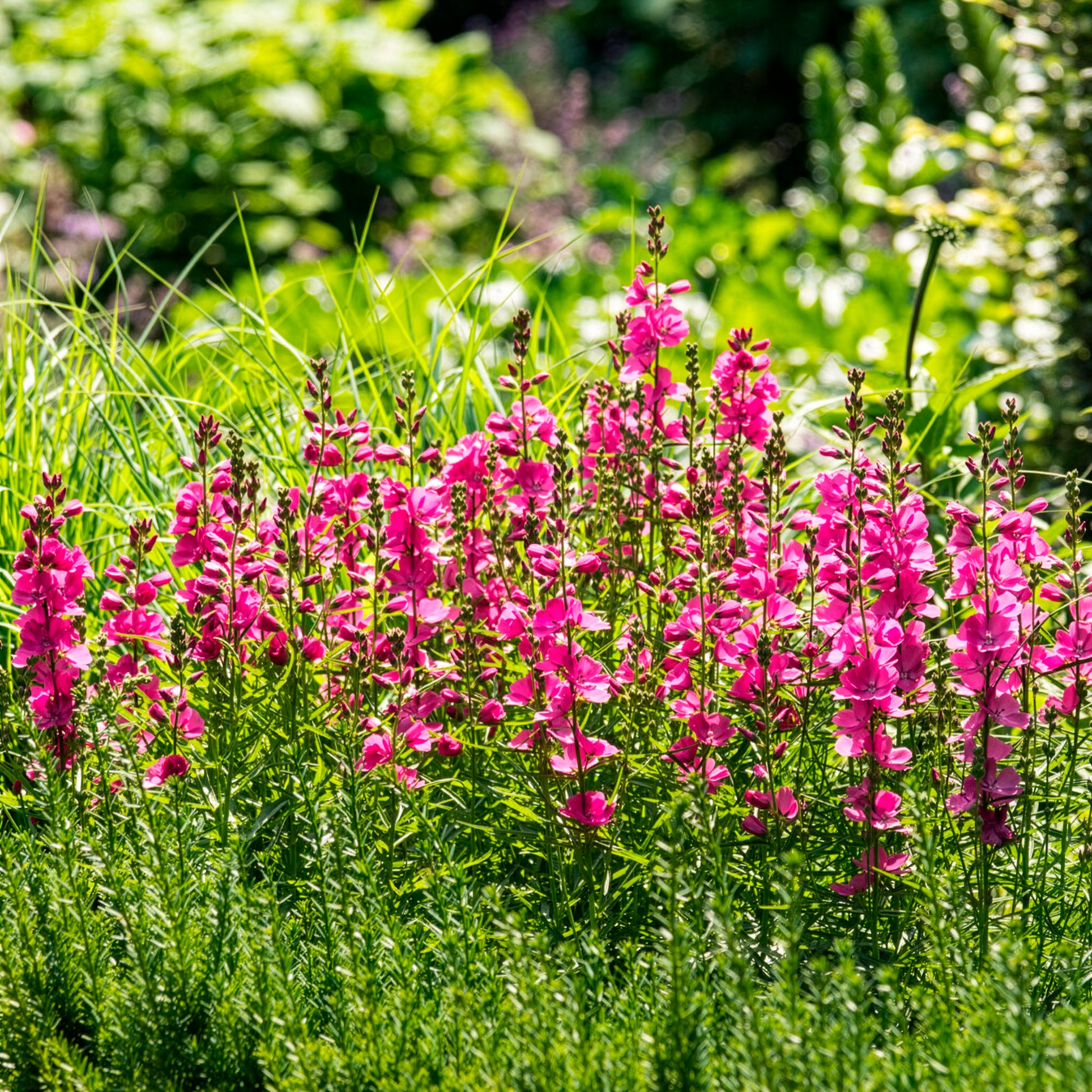 Schmuckmalve Brillant - Sidalcea oregana Brilliant - Bakker