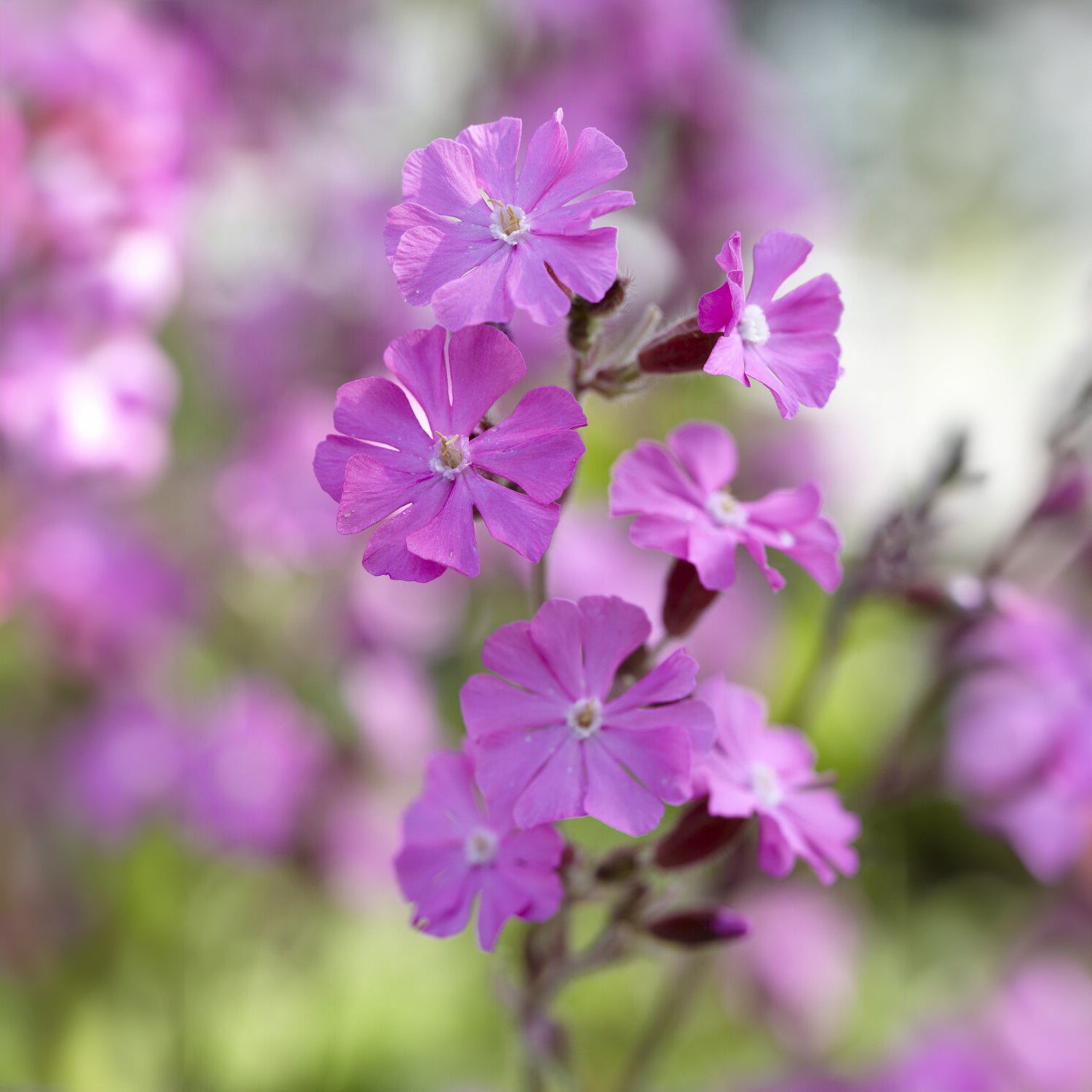 Stauden - Tag-Lichtnelke - Silene dioica