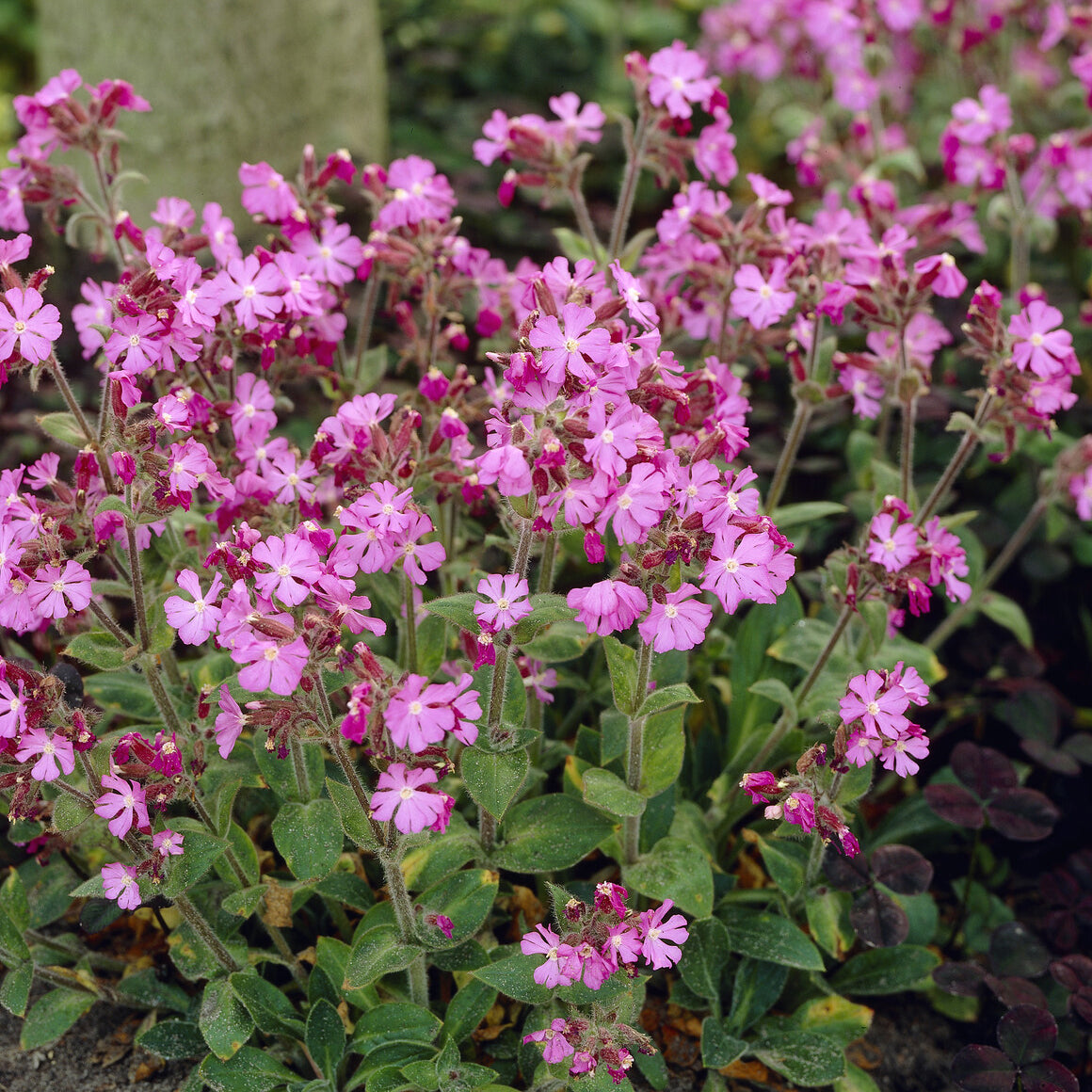 Silene dioica - Tag-Lichtnelke - Stauden