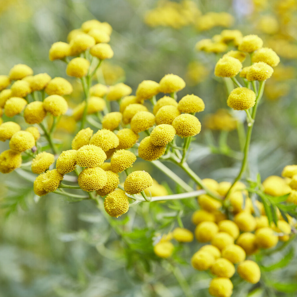 Tanacetum vulgare - Rainfarn - Stauden