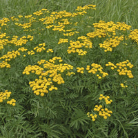 Stauden - Rainfarn - Tanacetum vulgare