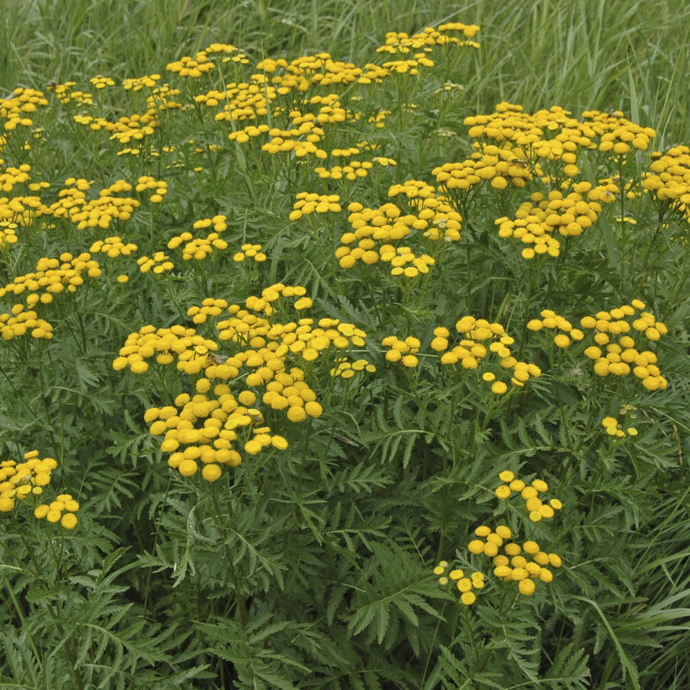 Stauden - Rainfarn - Tanacetum vulgare
