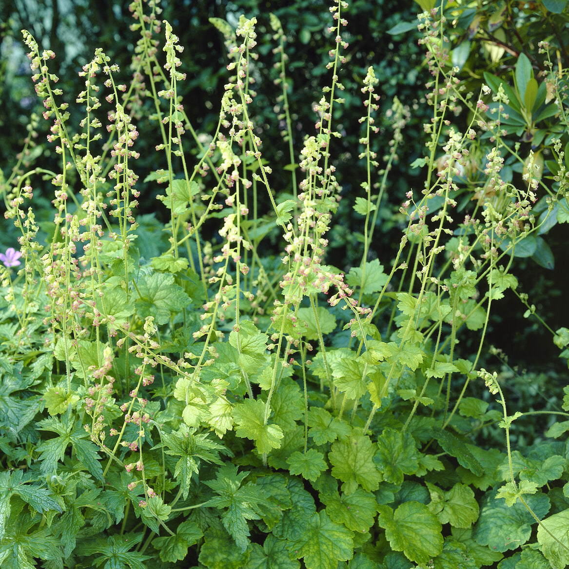 Tellima grandiflora - Fransenblume - Stauden