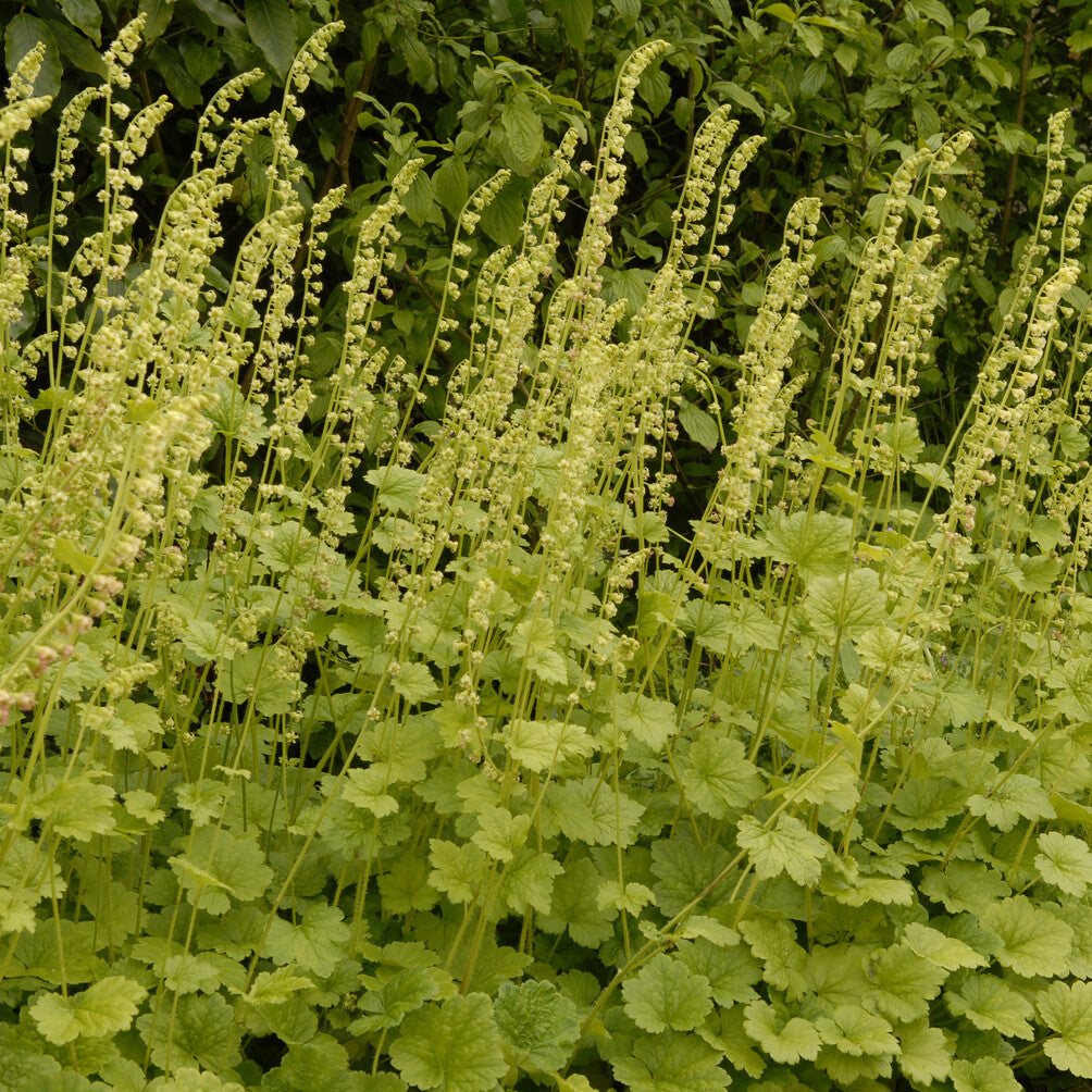 Fransenblume - Tellima grandiflora - Bakker