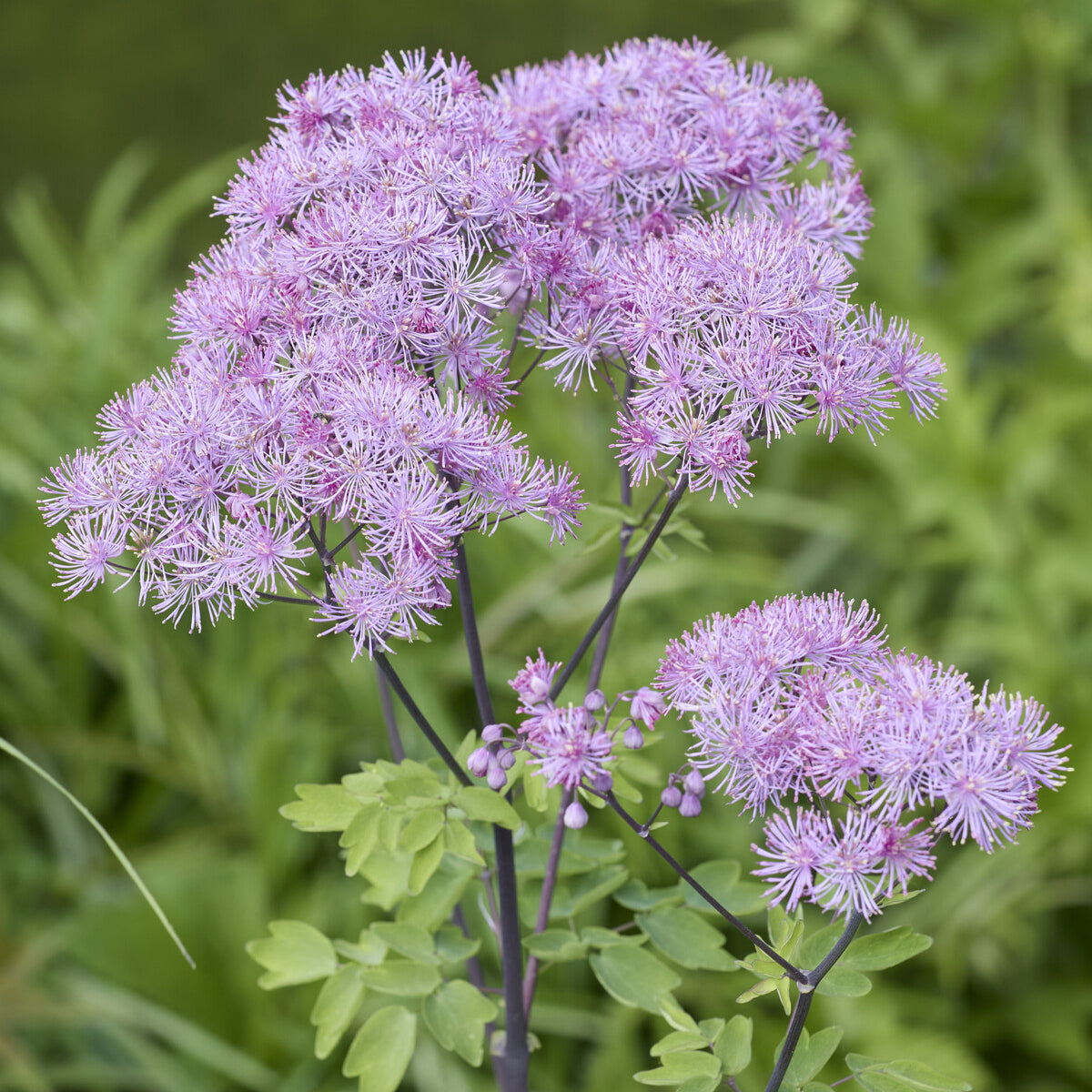 Akeleiblättrige Wiesenraute - Thalictrum aquilegifolium - Bakker