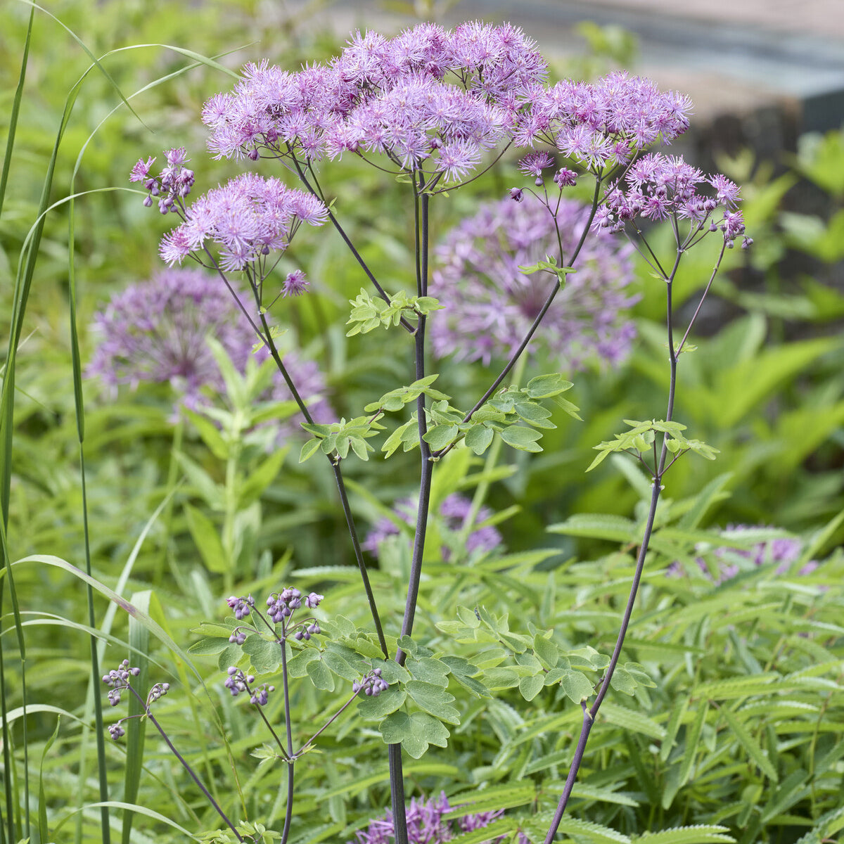 Thalictrum aquilegifolium - Akeleiblättrige Wiesenraute - Wiesenraute