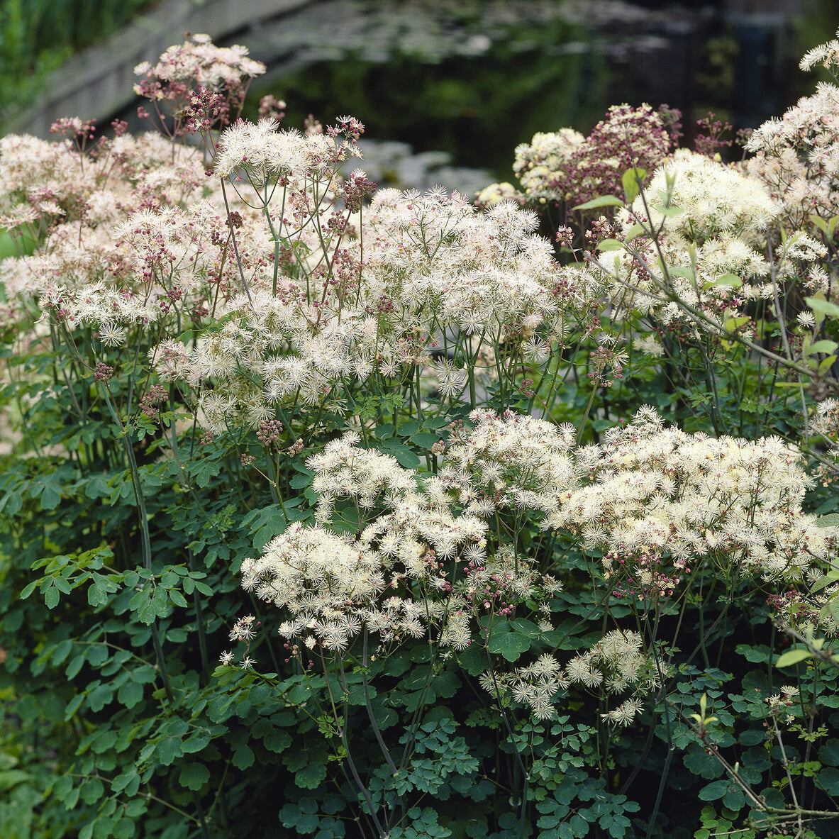 Wiesenraute ‘Album’ - Thalictrum delavayi Album - Bakker