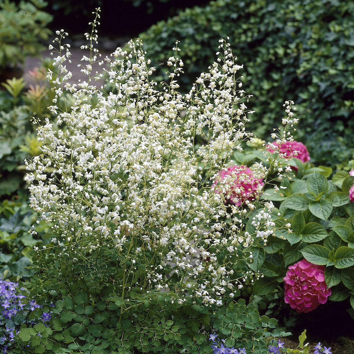 Thalictrum delavayi Album - Wiesenraute ‘Album’ - Stauden