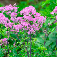 Akeleiblättrige Wiesenraute Black Stockings - Bakker