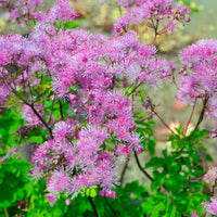 Akeleiblättrige Wiesenraute Black Stockings - Thalictrum black stockings - Bakker
