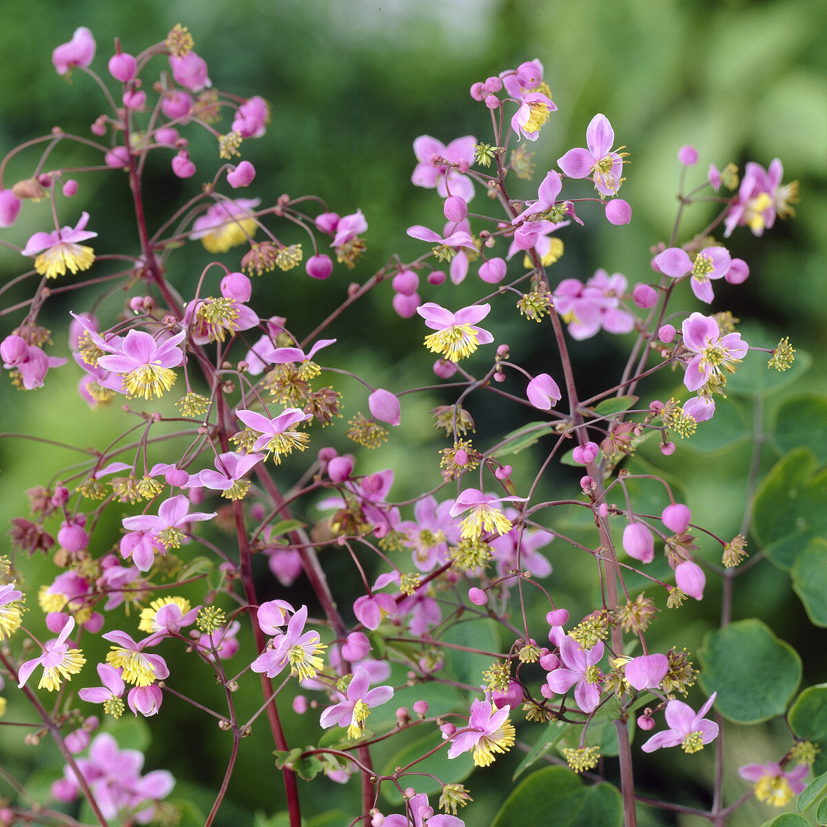 Stauden - Riesen-Wiesenraute - Thalictrum rochebrunianum