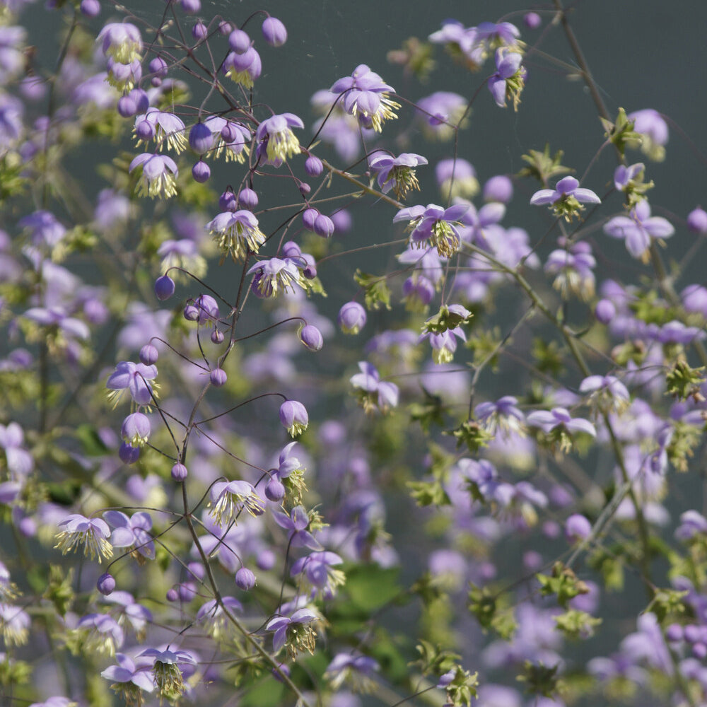 Thalictrum rochebrunianum - Riesen-Wiesenraute - Stauden