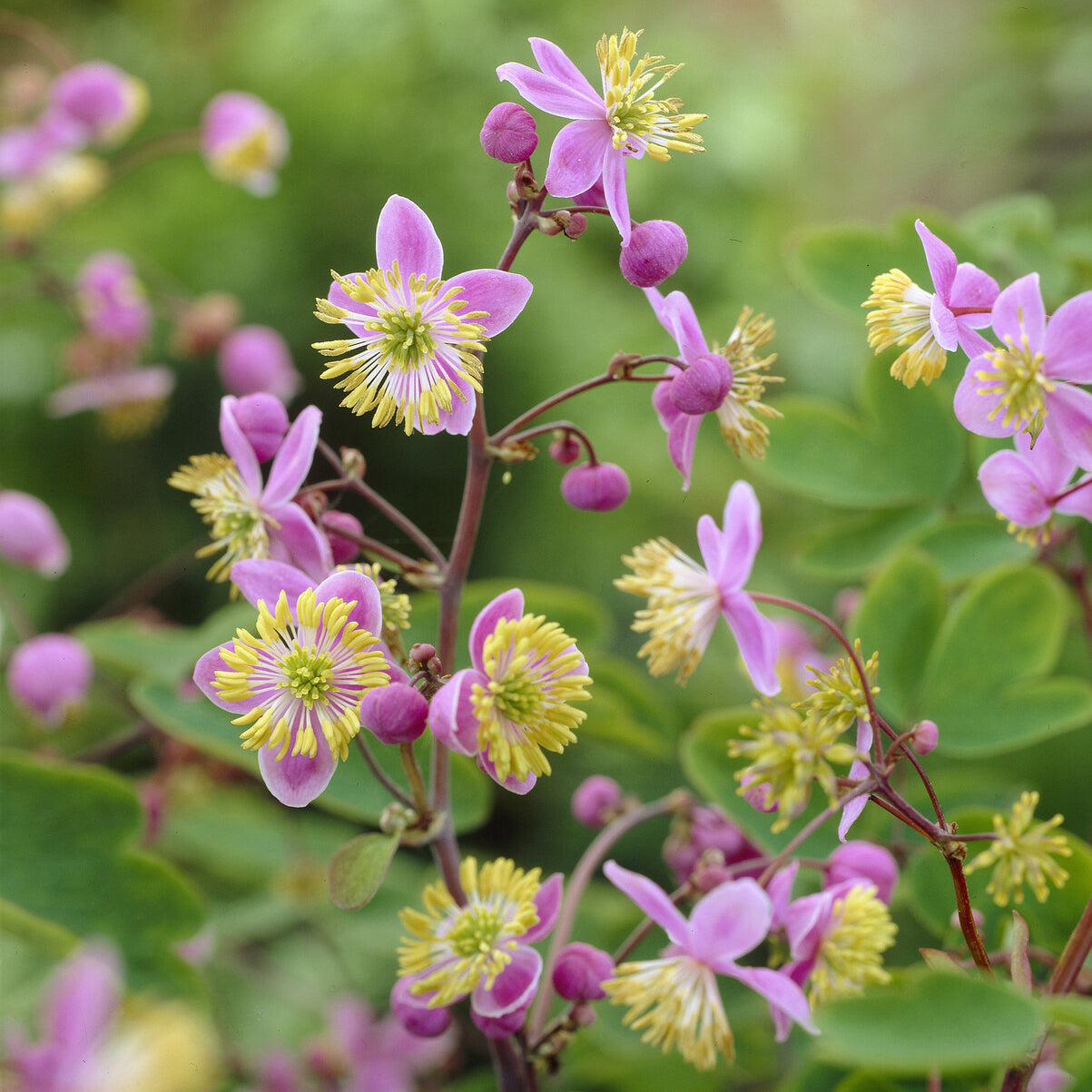 Riesen-Wiesenraute - Thalictrum rochebrunianum - Bakker