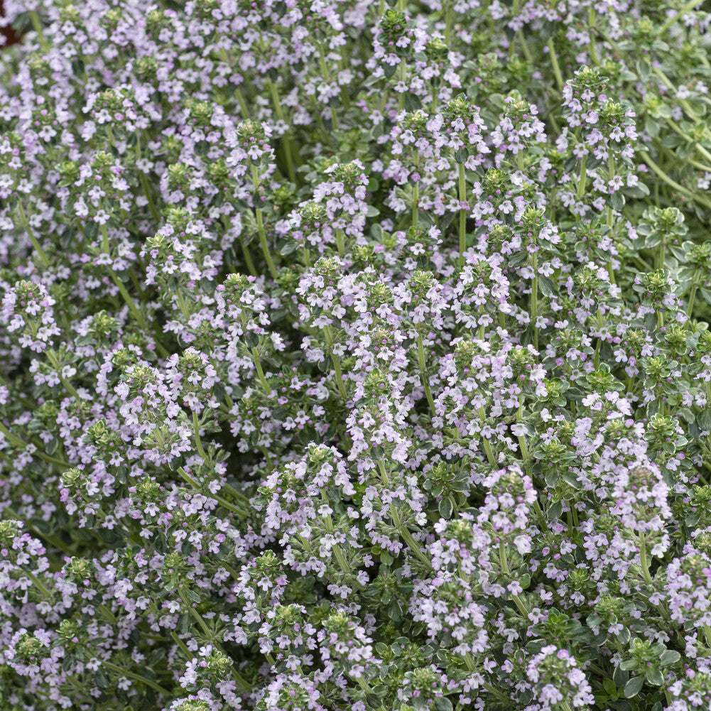 Thymus citriodorus Silver Queen - Thymian 'Silver Queen' - Stauden