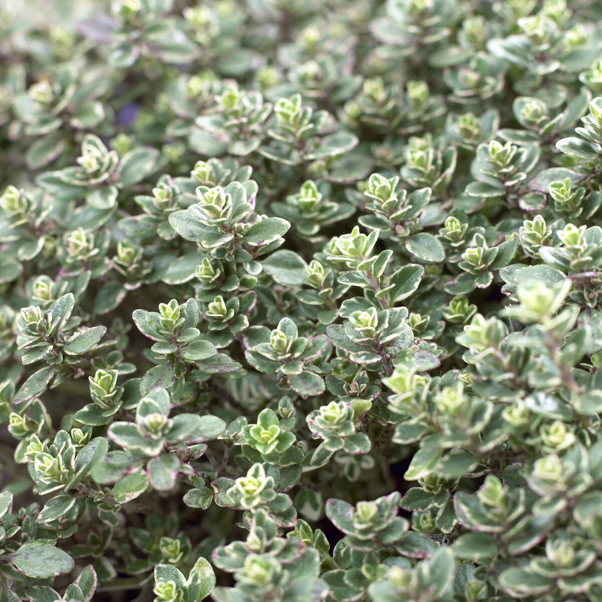 Thymian 'Silver Queen' - Bakker