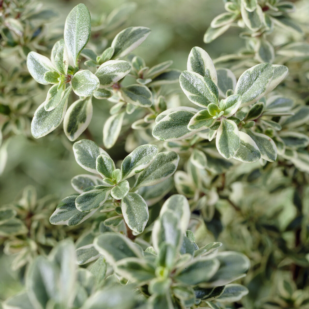 Thymian 'Silver Queen' - Thymus citriodorus Silver Queen - Bakker