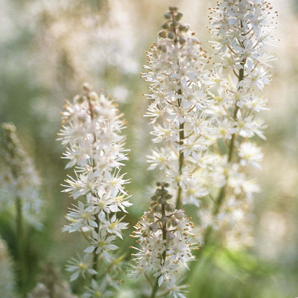Stauden - Herzblättrige Schaumblüten - Tiarella cordifolia