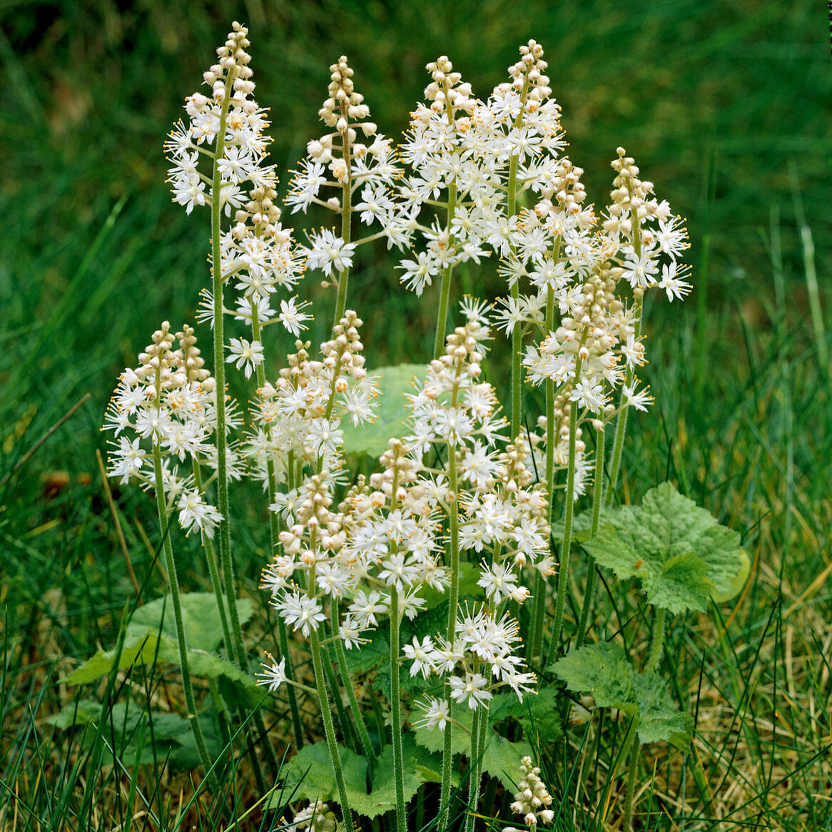 Tiarella cordifolia - Herzblättrige Schaumblüten - Stauden