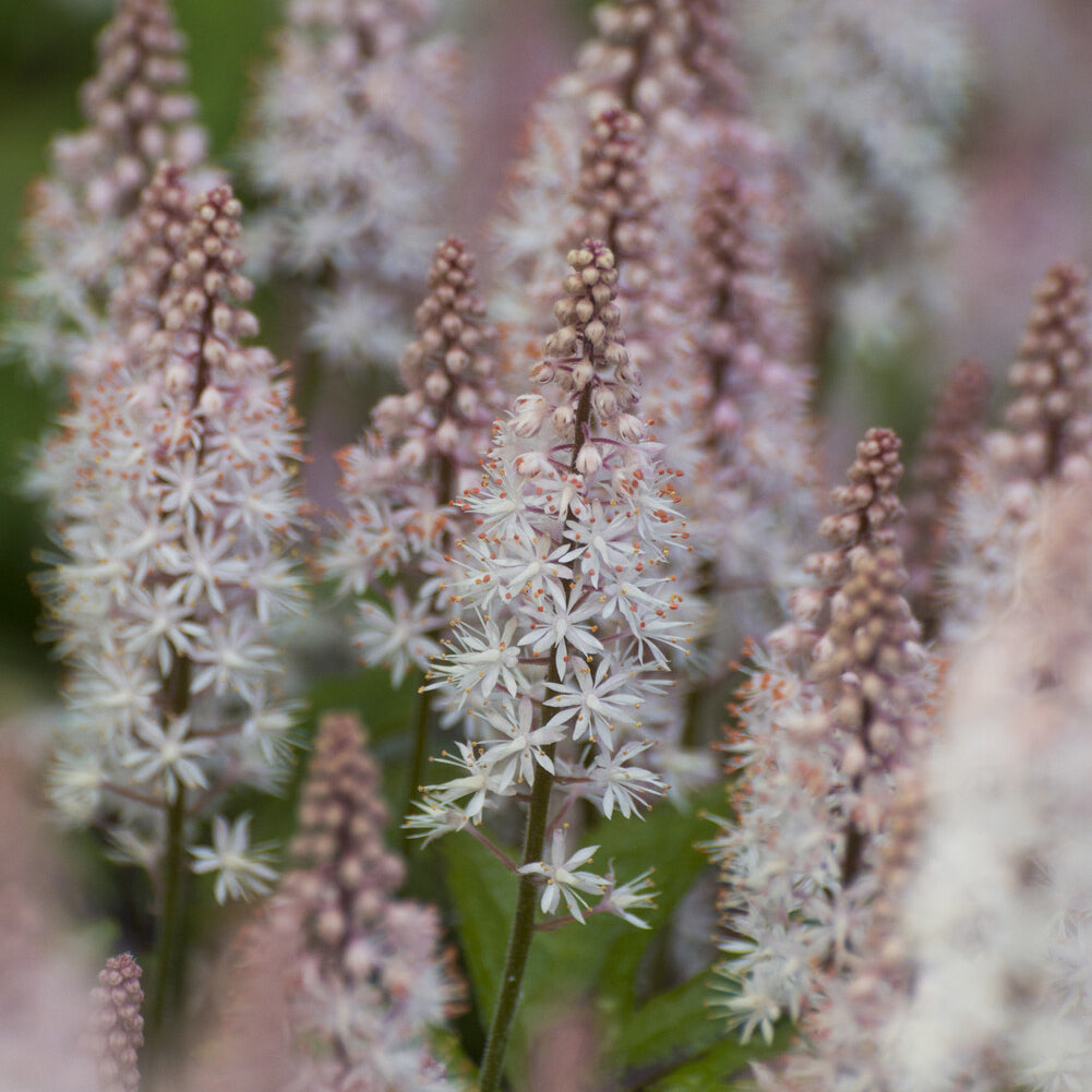 Stauden - Tiarelle Spring Symphony - Tiarella Spring Symphony