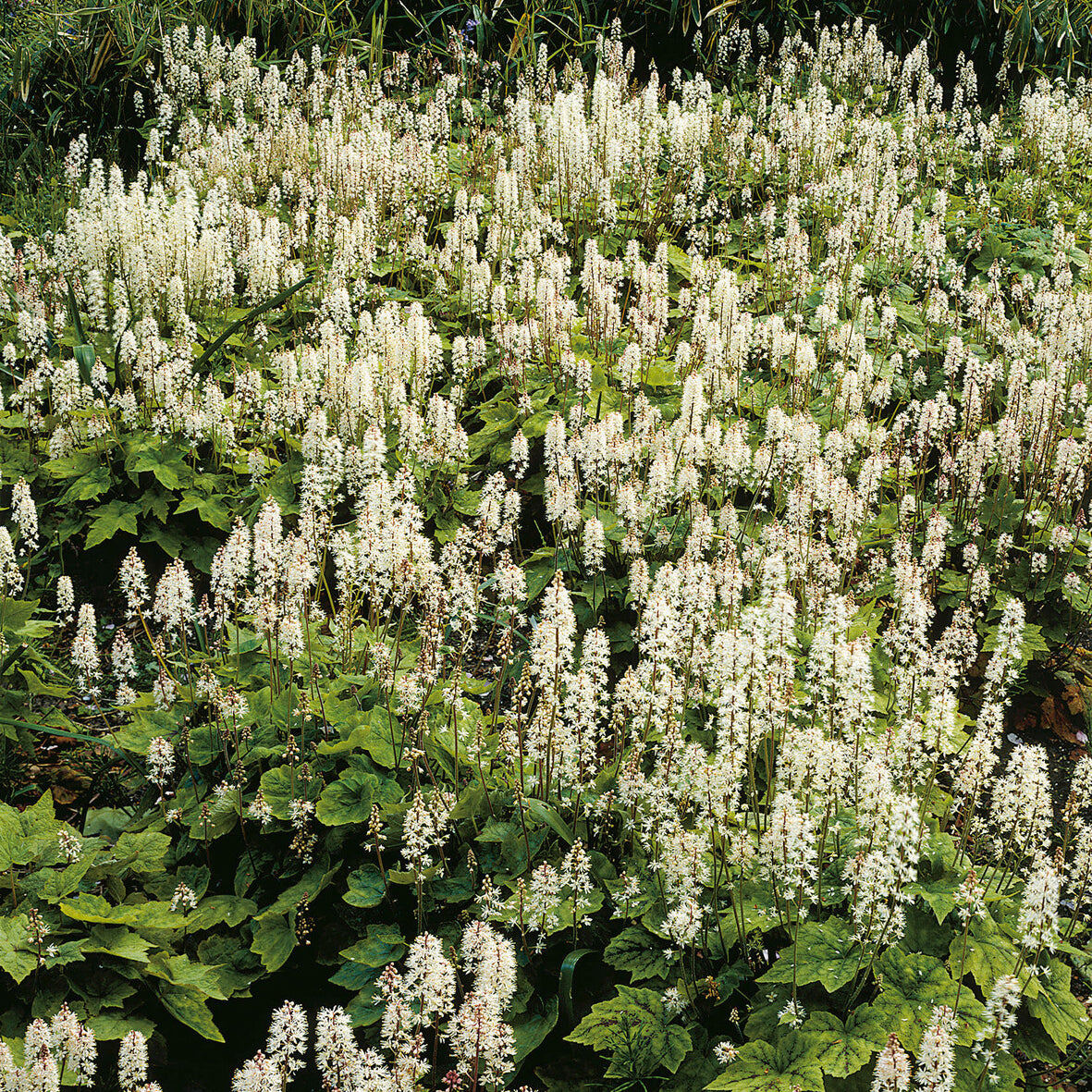 Amerikanische Schaumblüte - Tiarella wherryi - Bakker