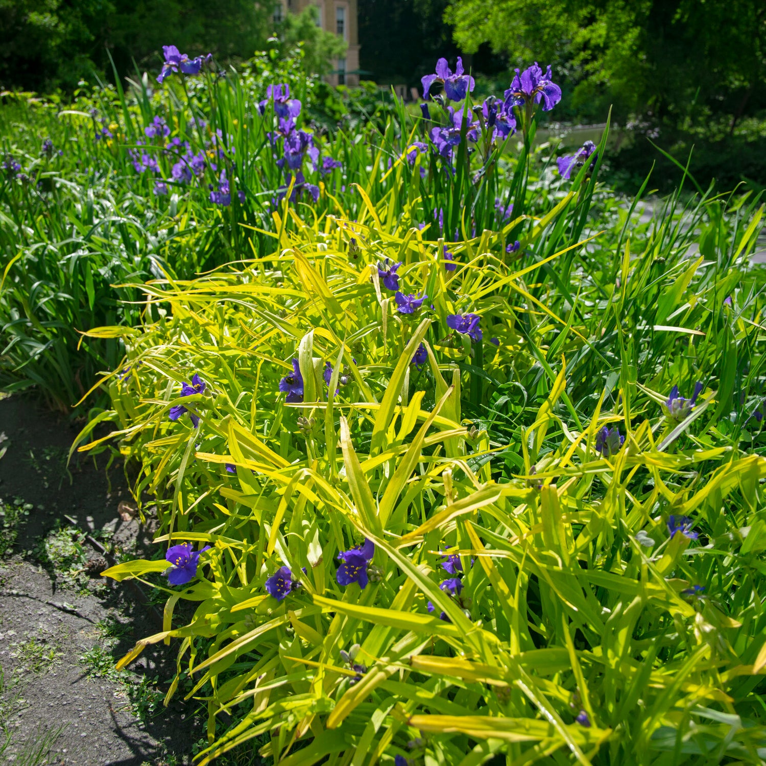 Tradescantia ( andersoniana group ) sweet kate - Dreimasterblume Sweet Kate - Stauden