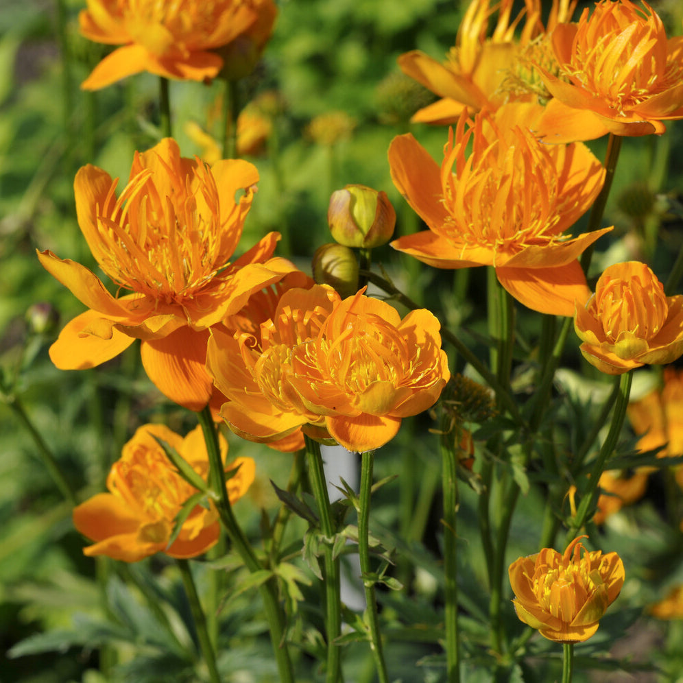 Chinesische Trollblume ‘Golden Queen’ - Trollius chinensis Golden Queen - Bakker