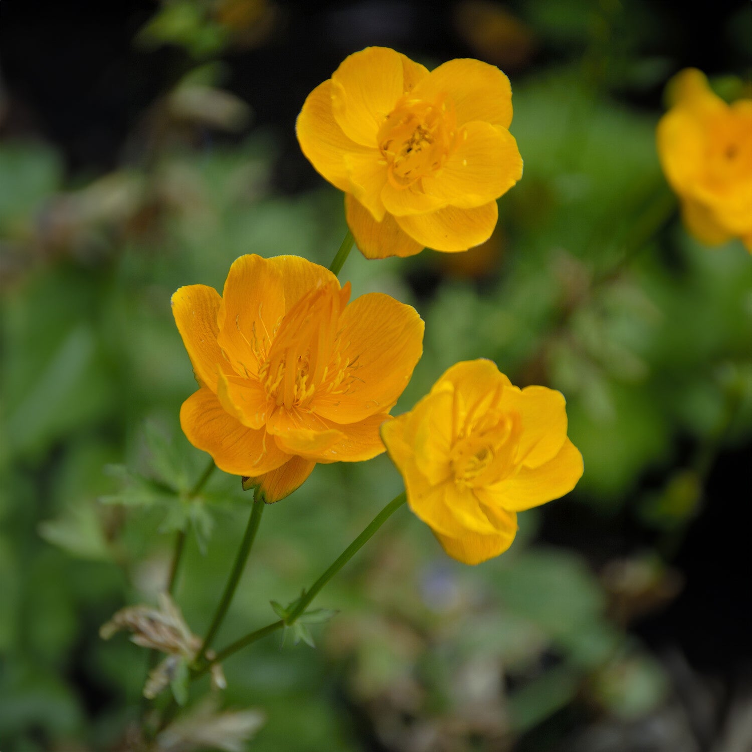 Chinesische Trollblume ‘Golden Queen’ - Bakker