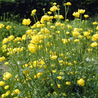 Trollius europaeus - Europäische Trollblume - Stauden