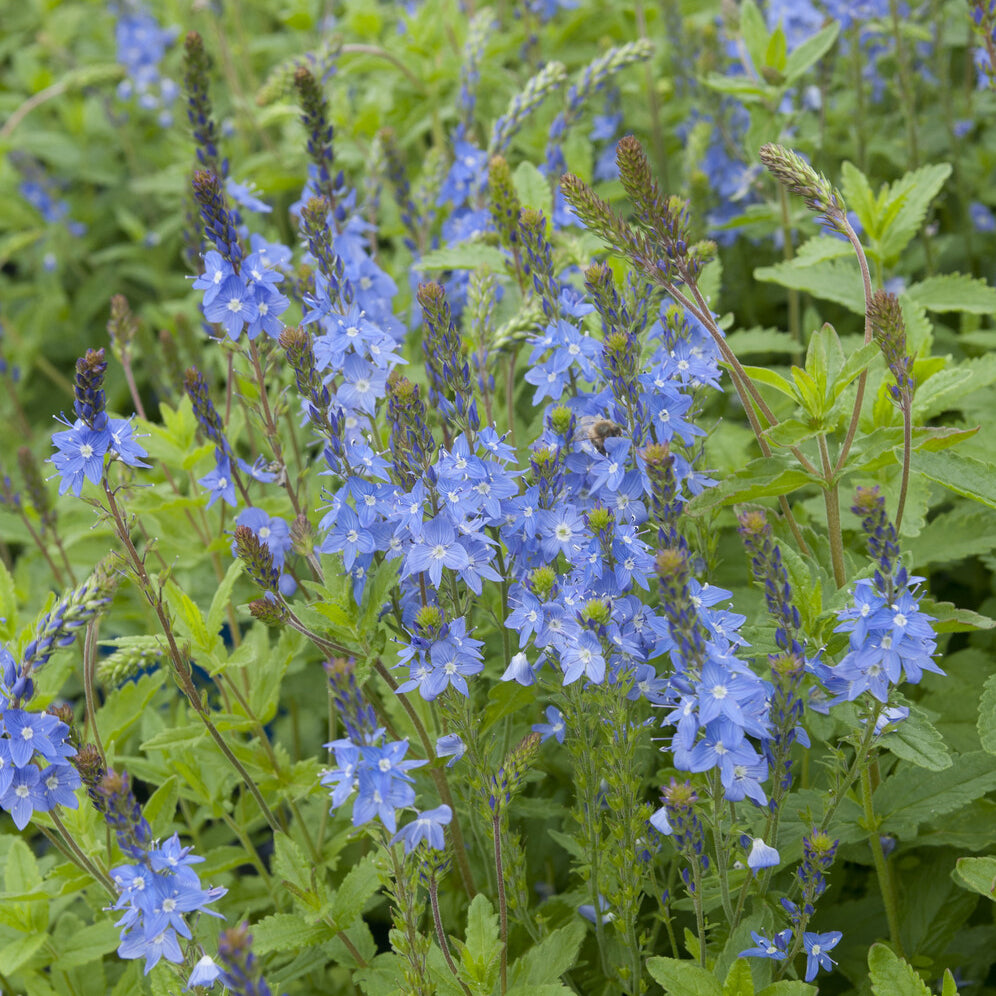 Veronica - Großer Ehrenpreis Royal Blue - Veronica austriaca Royal Blue