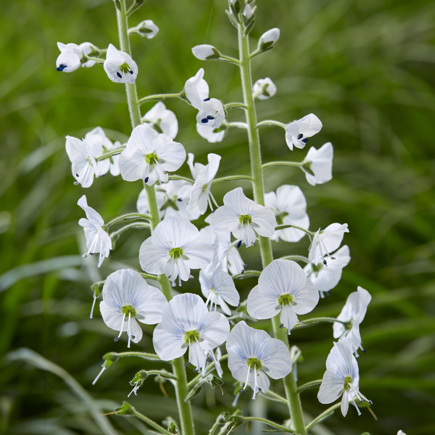 Veronica gentianoides - Enzianblättriger Ehrenpreis - Veronica